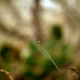 Illustration for article titled Shooting Challenge: Bokeh, Gallery 4